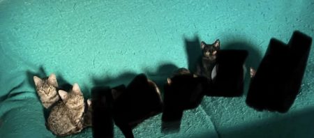 Donne chaton