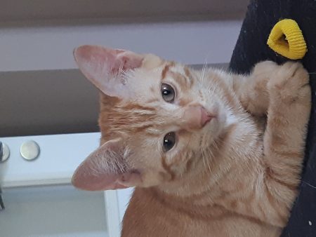Donne chaton de 3 mois 1/2