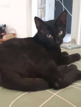 Donne chaton de 3 mois 1/2