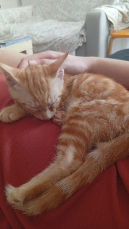 Donne chaton de 3 mois 1/2