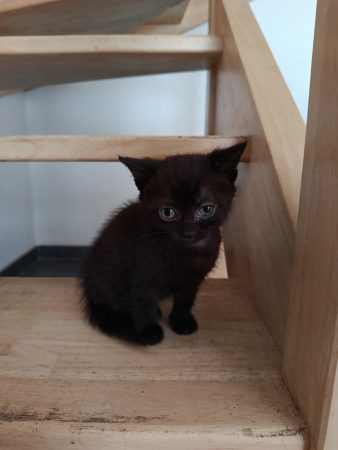 Donne chaton femelle