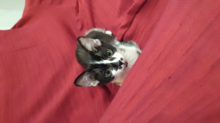 Donne chaton femelle de 5 mois