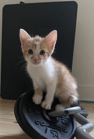 Donne chatons