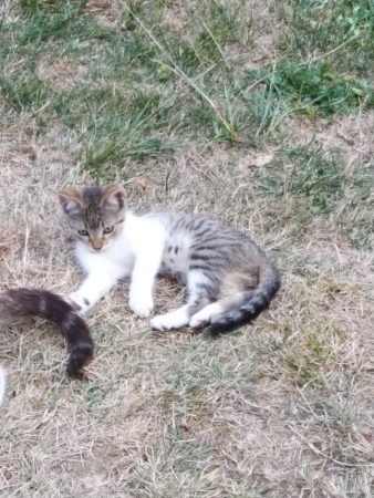 Donne chatons de 2 mois