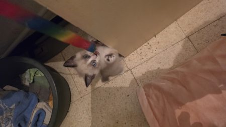 Donne chatons deux mois