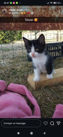 Donne chatons noirs et blancs