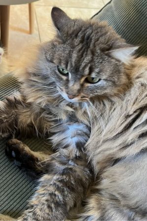 Donne chatte adulte