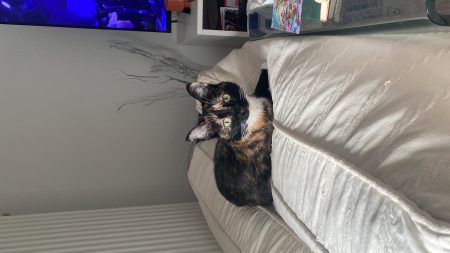 Donne chatte affectueuse et joueuse