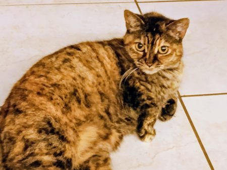Donne chatte
