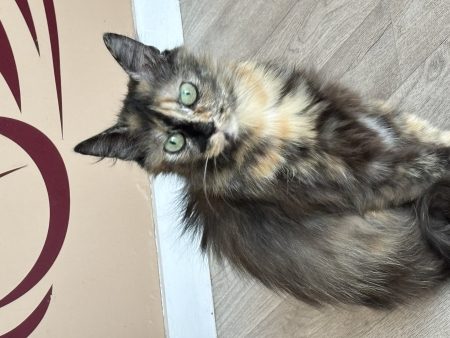 Donne chatte de 3 ans qui a besoin d’un accès exterieur