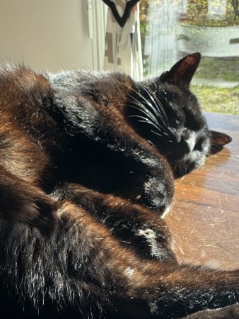 Donne chatte d’extérieur, 9 ans et toutes ses dents