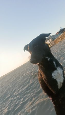 Donne chien 1 an urgent – Chien / Chiot à donner à Canet-En-Roussillon (66)