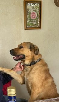 Donne chienne