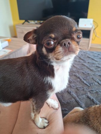 donne chihuahua