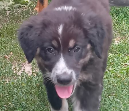 Donne chiot