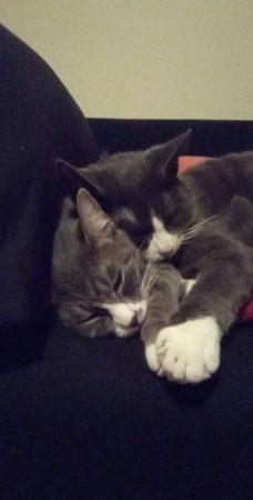 Donne deux chats un frère et une soeur, sociable et affectueux