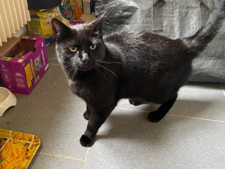 Donne deux chats un mâle et une femelle de 7 ans