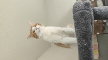Donne deux frères chat – Chat / Chaton à donner à Paris 13 (75)