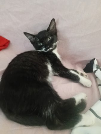 Donner un chaton de 3 mois Donner un chaton de 3 mois – Chat / Chaton à vendre à Taverny (95) (photo 2)