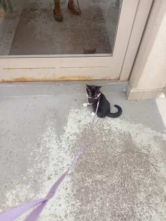 Donner un chaton de 3 mois Donner un chaton de 3 mois – Chat / Chaton à vendre à Taverny (95) (photo 3)