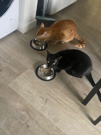 Dons de 2 chats- Recherche une famille aimante