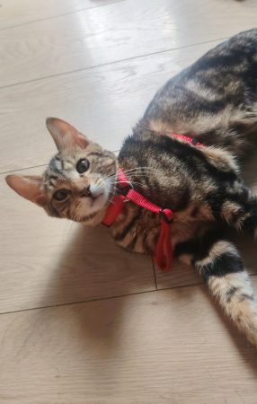 ⚠️Urgent chaton mâle⚠️