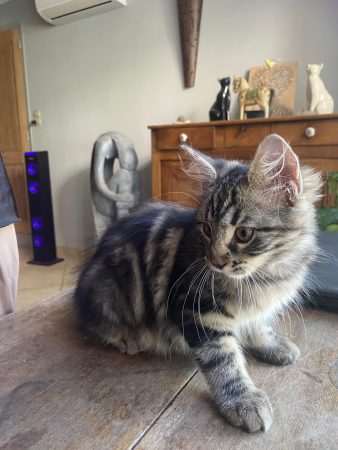 🐱 2 chatons femelles cherchent leur nouvelle famille