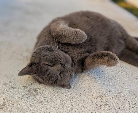 Gentil chartreux cherche une nouvelle famille