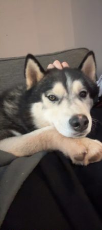 Husky de Siberie