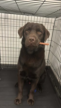 Labradors chocolat