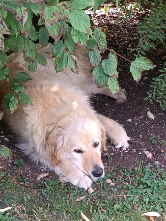 Lipton, Golden Retriever