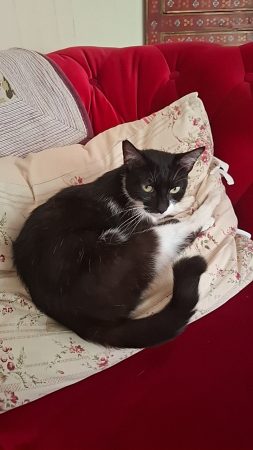 Petite chatte à donner dans le 28, stérilisée.