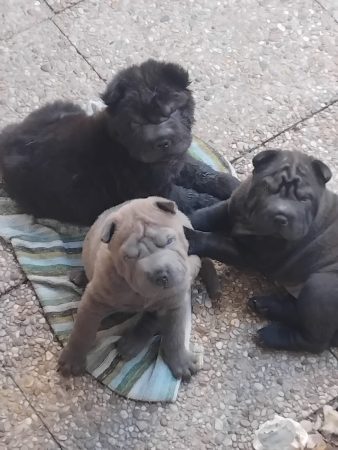 Petits chiots sharpei, sevrés, 3 males 1 femelle, coloris noir, marron ou gris