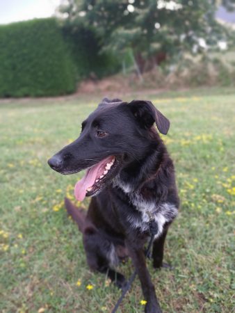 recherche accueil bienveillant pour orion