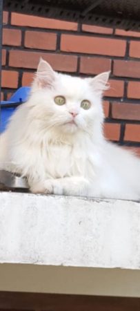 Recherche une famille aimante pour Sweety