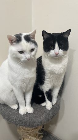 Senez et Titi