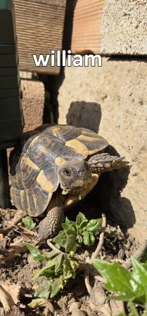 Tortue hermann