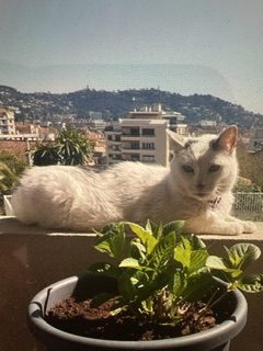 Urgent donne chat – Chat / Chaton à donner à Cannes (06)