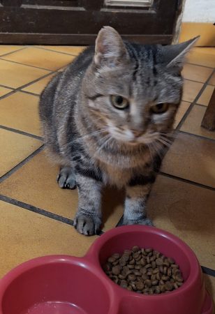 Urgent !! Suite à décès, chatte à sauver