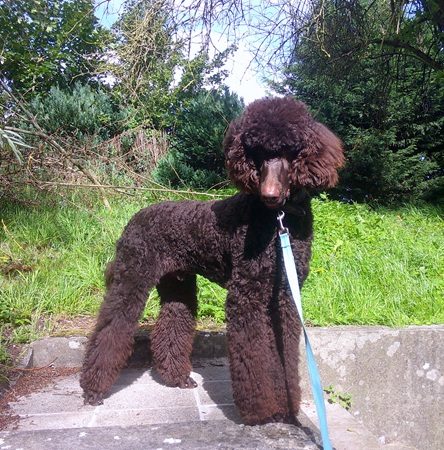 vend 1 jeune male caniche royal marron 10 mois