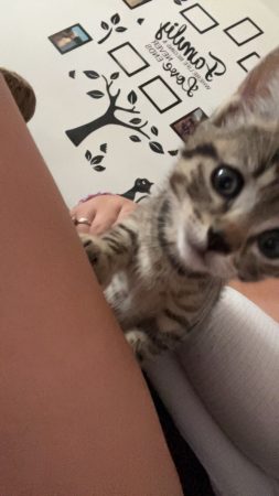 Vend chaton tigrée presque 2 mois