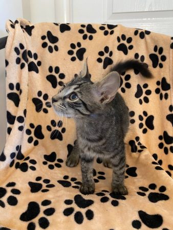 Voici August qui cherche une famille aimant Voici August qui cherche une famille aimant – Chat / Chaton à adopter à Viilefranche-Sur-Mer (06) (photo 3)