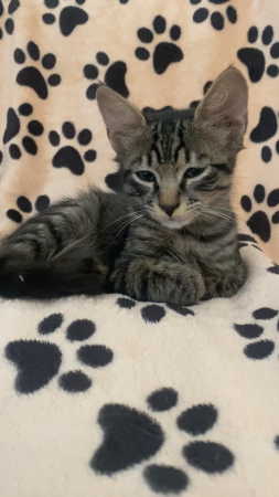 Voici August qui cherche une famille aimant – Chat / Chaton à adopter à Viilefranche-Sur-Mer (06)