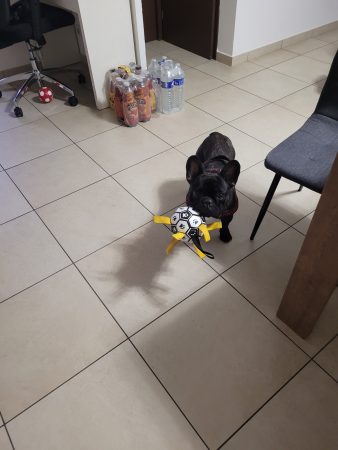 ZOUMA, petit bouledogue français de presque 3 ans