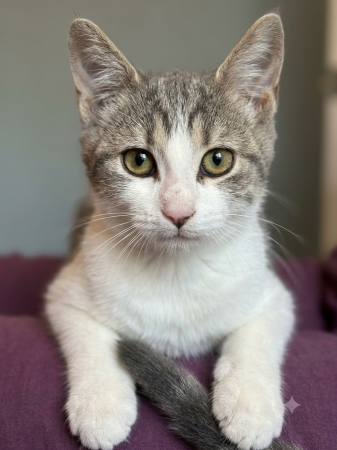 2 adorables minettes de 4 mois Stérilisées