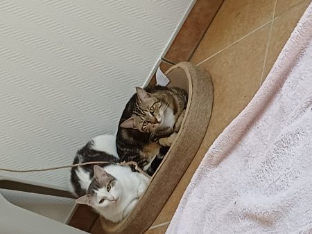 2 chattes soeur