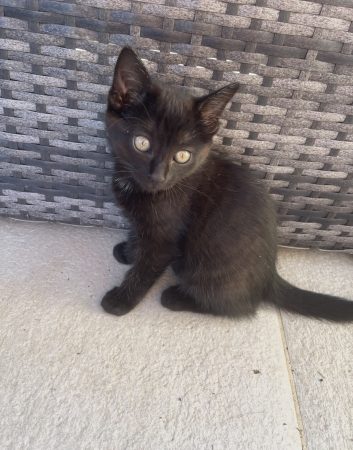 4 chatons – Chat / Chaton à donner à Saint Antoine L’abbaye (38)