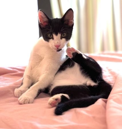Adorable chaton cherche famille aimante — Uzès (30)
