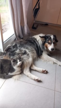 Berger australien bleu merle cherche compagne pour descendance