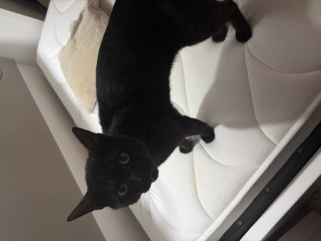Charly à donner